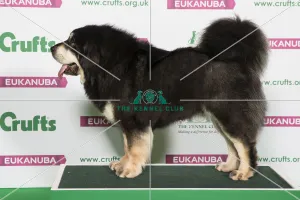 Best of Breed Tibetan Mastiff Best of Breed Tibetan Mastiff