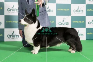 Best of Breed WELSH CORGI (CARDIGAN) Crufts 2022 Best of Breed WELSH CORGI (CARDIGAN) Crufts 2022