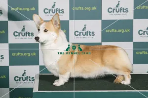 Best of Breed WELSH CORGI (PEMBROKE) Crufts 2022 Best of Breed WELSH CORGI (PEMBROKE) Crufts 2022
