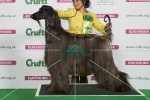 Best of Breed Winner AFGHAN HOUND Best of Breed Winner AFGHAN HOUND