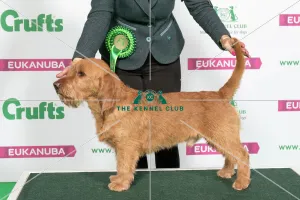Best of Breed Winner BASSET FAUVE DE BRETAGNE Best of Breed Winner BASSET FAUVE DE BRETAGNE