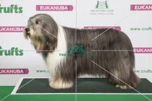 Best of Breed Winner BEARDED COLLIE Best of Breed Winner BEARDED COLLIE