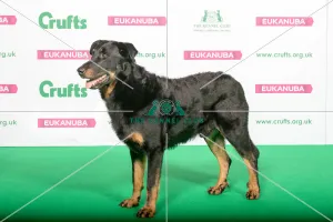 Best of Breed Winner BEAUCERON (IMP) Best of Breed Winner BEAUCERON (IMP)