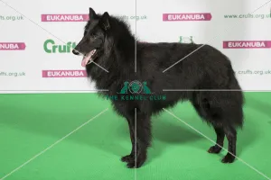 Best of Breed Winner Belgian Shepherd Dog (Groenendael) Best of Breed Winner Belgian Shepherd Dog (Groenendael)