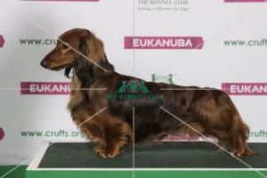 Best of Breed Winner DACHSHUND (LONG HAIRED) Best of Breed Winner DACHSHUND (LONG HAIRED)