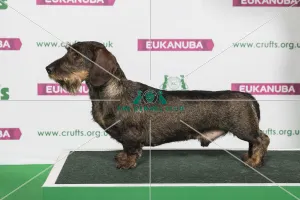 Best of Breed Winner DACHSHUND (WIRE HAIRED) Best of Breed Winner DACHSHUND (WIRE HAIRED)