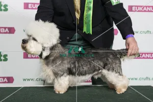 Best of Breed Winner DANDIE DINMONT TERRIER Best of Breed Winner DANDIE DINMONT TERRIER