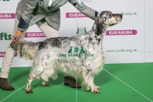Best of Breed Winner ENGLISH SETTER Best of Breed Winner ENGLISH SETTER