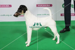 Best of Breed Winner FOX TERRIER (SMOOTH) Best of Breed Winner FOX TERRIER (SMOOTH)