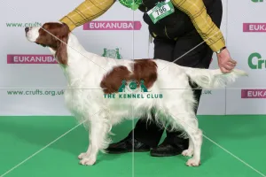 Best of Breed Winner IRISH RED & WHITE SETTER Best of Breed Winner IRISH RED & WHITE SETTER