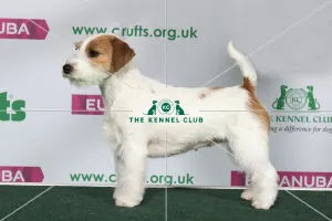 Best of Breed Winner JACK RUSSELL TERRIER Best of Breed Winner JACK RUSSELL TERRIER