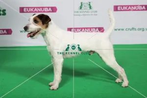 Best of Breed Winner PARSON RUSSELL TERRIER Best of Breed Winner PARSON RUSSELL TERRIER