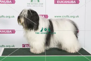 Best of Breed Winner POLISH LOWLAND SHEEPDOG Best of Breed Winner POLISH LOWLAND SHEEPDOG