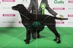 Best of Breed Winner RETRIEVER (CURLY COATED) Best of Breed Winner RETRIEVER (CURLY COATED)