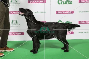 Best of Breed Winner RETRIEVER (FLAT COATED) Best of Breed Winner RETRIEVER (FLAT COATED)