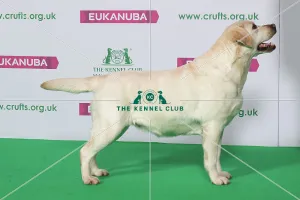 Best of Breed Winner Retriever (Labrador) Best of Breed Winner Retriever (Labrador)