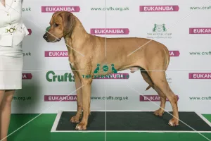 Best of Breed Winner RHODESIAN RIDGEBACK Best of Breed Winner RHODESIAN RIDGEBACK
