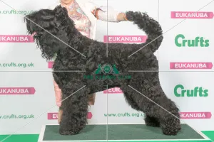 Best of Breed Winner RUSSIAN BLACK TERRIER Best of Breed Winner RUSSIAN BLACK TERRIER