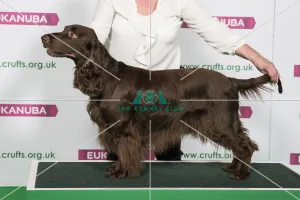 Best of Breed Winner SPANIEL (FIELD) Best of Breed Winner SPANIEL (FIELD)
