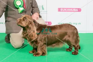 Best of Breed Winner SPANIEL (SUSSEX) Best of Breed Winner SPANIEL (SUSSEX)