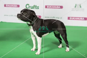 Best of Breed Winner STAFFORDSHIRE BULL TERRIER Best of Breed Winner STAFFORDSHIRE BULL TERRIER