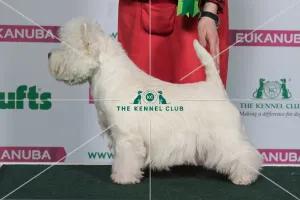 Best of Breed Winner WEST HIGHLAND WHITE TERRIER Best of Breed Winner WEST HIGHLAND WHITE TERRIER
