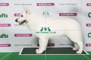 Best of Breed Winner WHITE SWISS SHEPHERD DOG Best of Breed Winner WHITE SWISS SHEPHERD DOG
