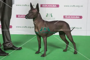Best of Breed Xoloitzcuintle (Mexican Hairless) Std Best of Breed Xoloitzcuintle (Mexican Hairless) Std