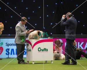 <b class=qtipBold><figcaption>Best in Group</figcaption></b><br><em>© Yulia Titovets / The Kennel Club</em> Best in Group