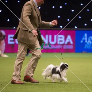 <b class=qtipBold><figcaption>Best in Group, Crufts 2015</figcaption></b><br><em>© Yulia Titovets / The Kennel Club</em> Best in Group, Crufts 2015