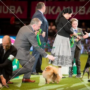 <b class=qtipBold><figcaption>Best in Group Toy</figcaption></b><br><em>© Yulia Titovets / The Kennel Club</em> Best in Group Toy