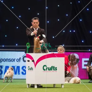 <b class=qtipBold><figcaption>Best in Group Winner</figcaption></b><br><em>© Yulia Titovets / The Kennel Club</em> Best in Group Winner