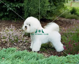 <b class=qtipBold><figcaption>Bichon Frise</figcaption></b><br><br><em>© Diane Pearce Collection / The Kennel Club</em> Bichon Frise