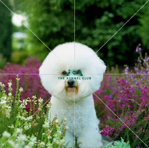 <b class=qtipBold><figcaption>Bichon Frise</figcaption></b><br><br><em>© Diane Pearce Collection / The Kennel Club</em> Bichon Frise