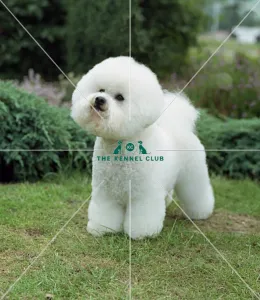 <b class=qtipBold><figcaption>Bichon Frise</figcaption></b><br><br><em>© Diane Pearce Collection / The Kennel Club</em> Bichon Frise