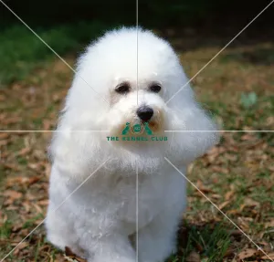 <b class=qtipBold><figcaption>Bichon Frise</figcaption></b><br><br><em>© Diane Pearce Collection / The Kennel Club</em> Bichon Frise
