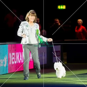 <b class=qtipBold><figcaption>BIS winner</figcaption></b><br><em>© Yulia Titovets / The Kennel Club</em> BIS winner
