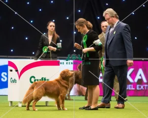 BOB Nova Scotia Duck Tolling Retriever MR R & MR J & MRS H FEARON & GORDON with CH BOB Nova Scotia Duck Tolling Retriever MR R & MR J & MRS H FEARON & GORDON with CH