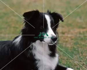 <b class=qtipBold><figcaption>Border Collie</figcaption></b><br><br><em>© Diane Pearce Collection / The Kennel Club</em> Border Collie