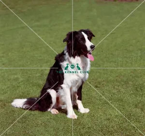 <b class=qtipBold><figcaption>Border Collie</figcaption></b><br><br><em>© Diane Pearce Collection / The Kennel Club</em> Border Collie