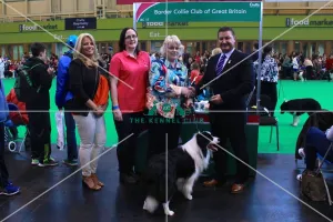 <b class=qtipBold><figcaption>border collie best of breed stand</figcaption></b><br><em>© The Kennel Club</em> border collie best of breed stand