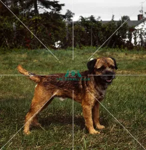 <b class=qtipBold><figcaption>Border Terrier</figcaption></b><br><br><em>© Diane Pearce Collection / The Kennel Club</em> Border Terrier