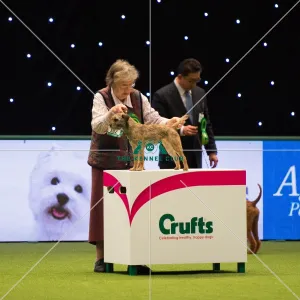 <b class=qtipBold><figcaption>BORDER TERRIER Best of Breed</figcaption></b><br>Terrier Group judging<br><em>© Yulia Titovets</em> BORDER TERRIER Best of Breed