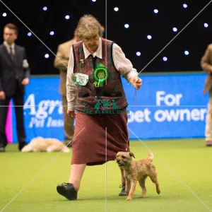 <b class=qtipBold><figcaption>BORDER TERRIER Best of Breed</figcaption></b><br>Terrier Group judging<br><em>© Yulia Titovets</em> BORDER TERRIER Best of Breed
