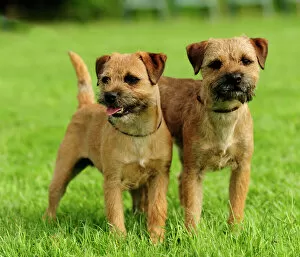 Friends Collection: border terriers