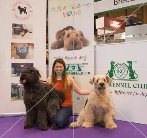 <b class=qtipBold><figcaption>Bouvier Des Flandres</figcaption></b><br>BOUVIER DES FLANDRES Welfare and Rescue UK on the Kennel Club Resuce Me stand<br><em>© Martin Hill / The Kennel Club </em> Bouvier Des Flandres