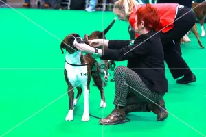 <b class=qtipBold><figcaption>boxer</figcaption></b><br><em>© The Kennel Club ©</em> boxer