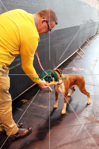 <b class=qtipBold><figcaption>boxer</figcaption></b><br>boxer icecream<br><em>© Jess Clark / The Kennel Club</em> boxer