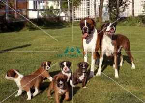 <b class=qtipBold><figcaption>Boxers</figcaption></b><br><br><em>© Diane Pearce Collection / The Kennel Club</em> Boxers