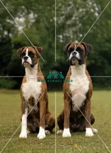 <b class=qtipBold><figcaption>Boxers</figcaption></b><br><br><em>© Diane Pearce Collection / The Kennel Club</em> Boxers